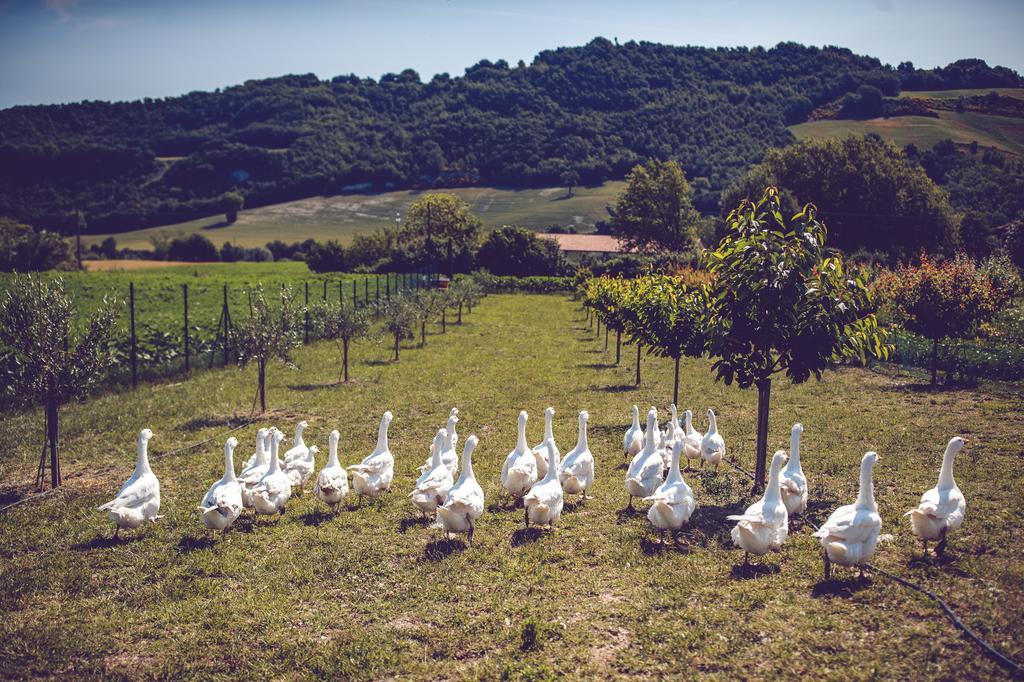 Agriturismo Casal San Sergio Fossombrone Dış mekan fotoğraf