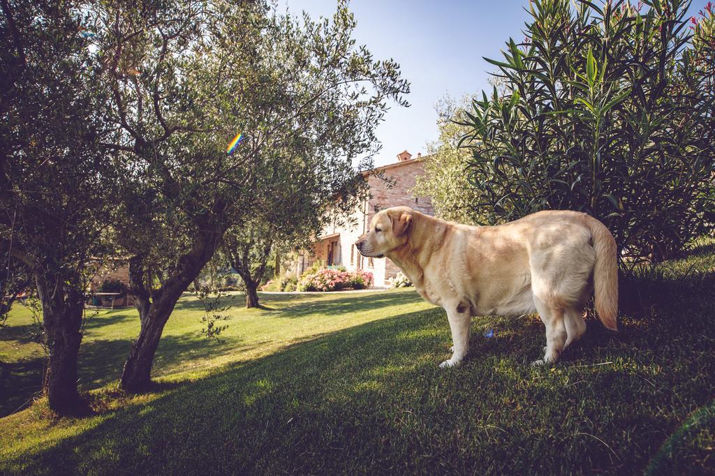Agriturismo Casal San Sergio Fossombrone Dış mekan fotoğraf